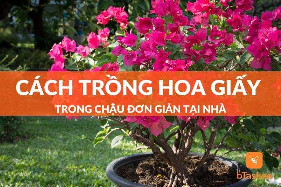 Cách Trồng Hoa Giấy Trong Chậu Đơn Giản Tại Nhà