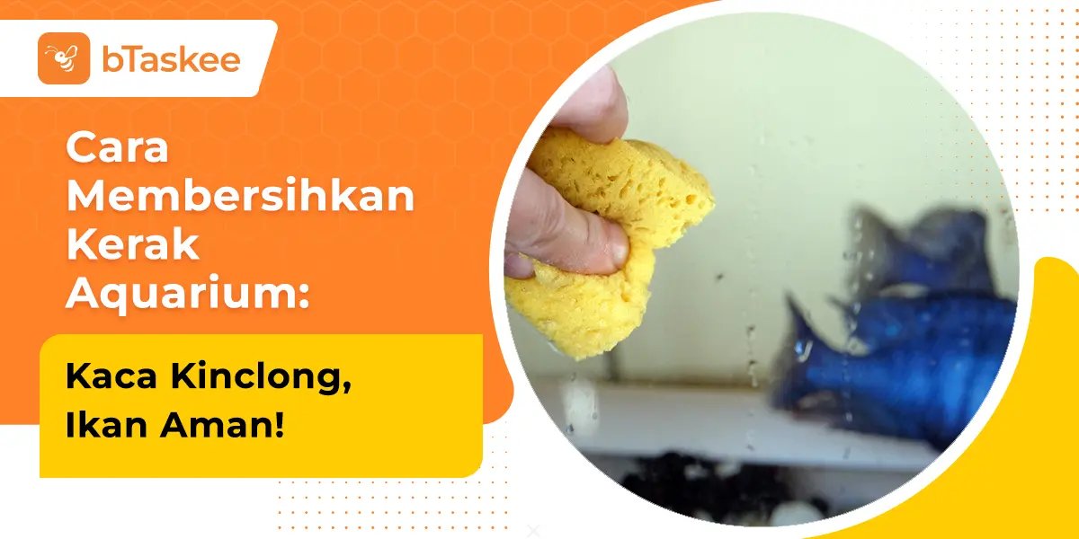 Cara Membersihkan Kerak Aquarium: Kaca Kinclong, Ikan Aman!