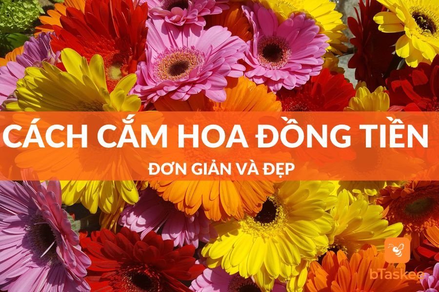Cách Cắm Hoa Đồng Tiền Được Nhiều Gia Đình Quan Tâm