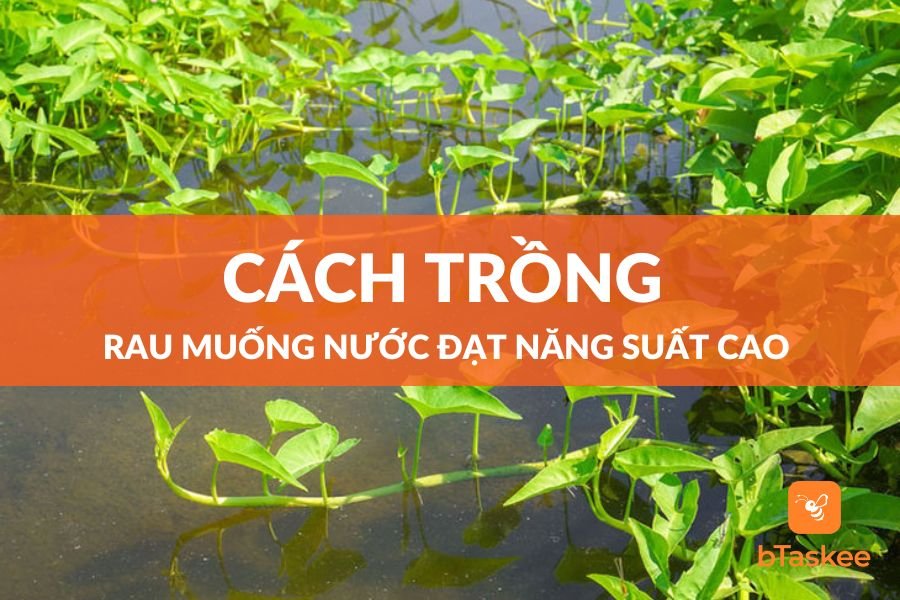 Cách Trồng Rau Muống Nước Đạt Năng Suất Cao