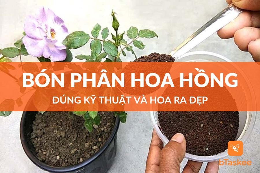 Cách Bón Phân Cho Hoa Hồng Đúng Kỹ Thuật Và Hoa Ra Đẹp