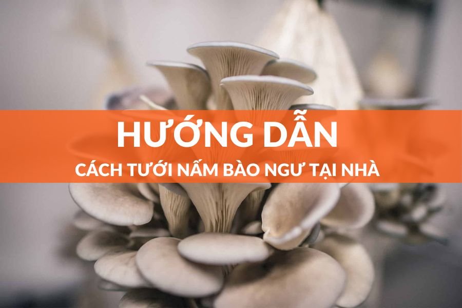 Cách Tưới Nấm Bào Ngư Giúp Nấm Phát Triển Tốt