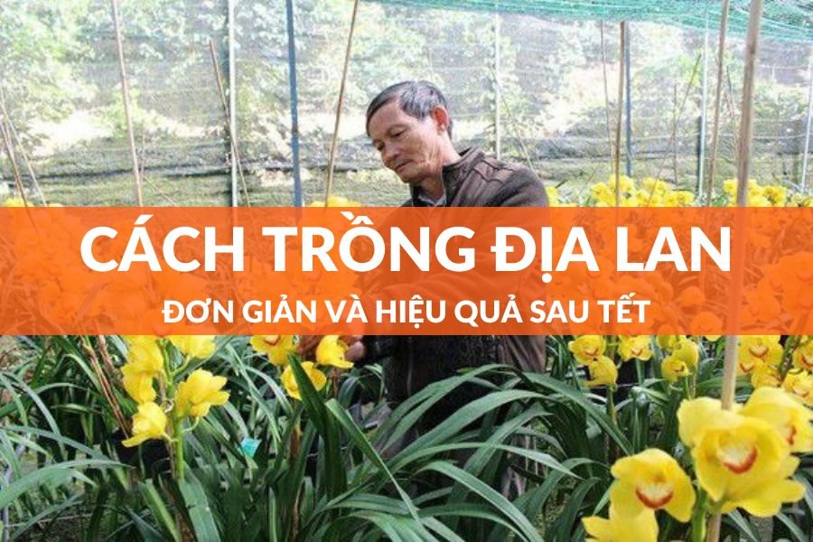 Hướng Dẫn Cách Trồng Địa Lan Sau Tết Đơn Giản, Đúng Kỹ Thuật