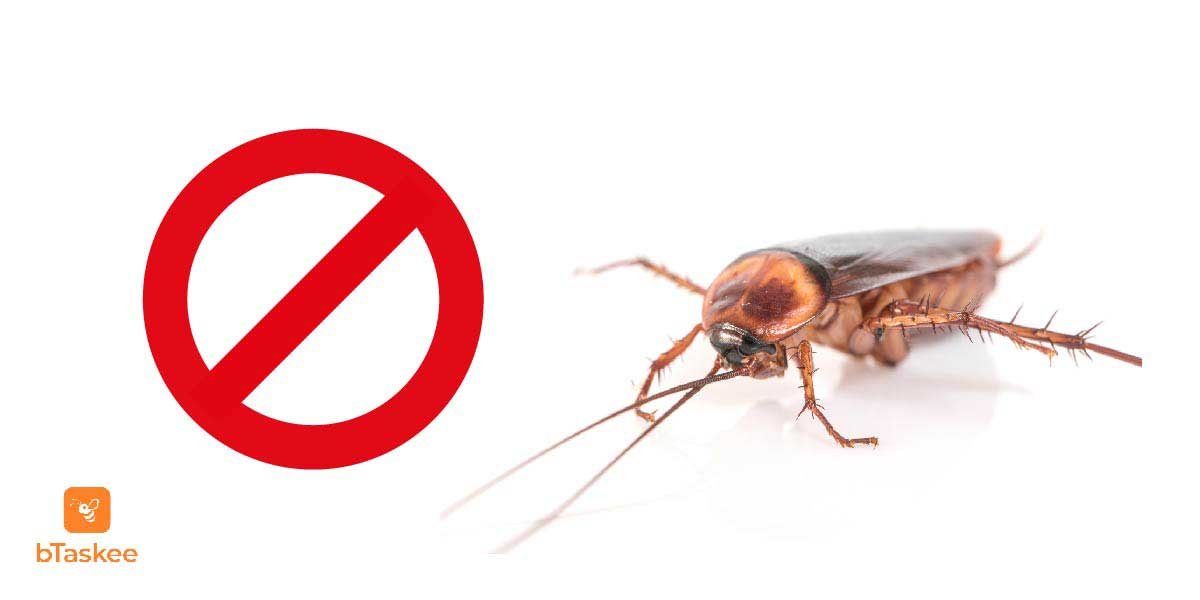 Top 9 cách đuổi gián ra khỏi nhà với nguyên liệu tự nhiên