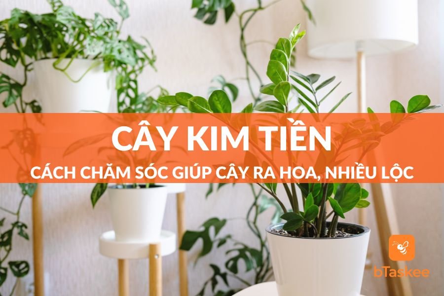 Cách Chăm Sóc Cây Kim Tiền Xanh Mướt Ra Hoa Hút Tài Lộc