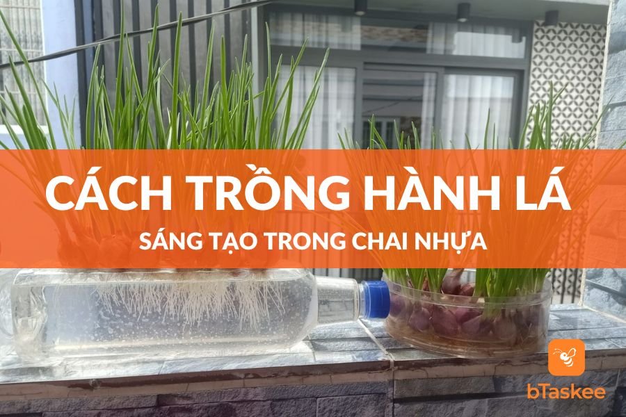 Cách Trồng Hành Lá Trong Chai Nhựa Sáng Tạo Đơn Giản