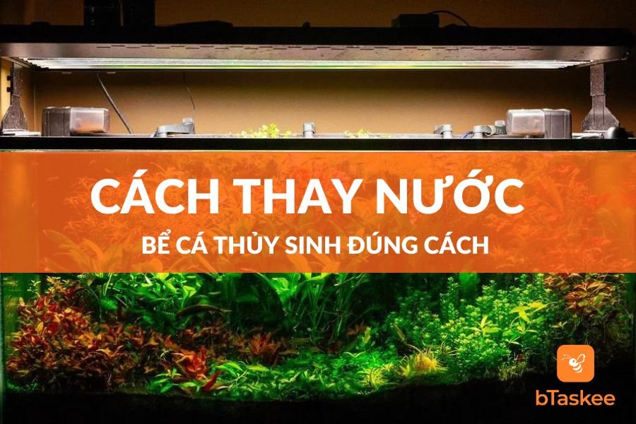 Cách Thay Nước Bể Cá Thủy Sinh Sạch Và  Tính Thẩm Mỹ Cao